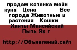 продам котенка мейн-куна › Цена ­ 35 000 - Все города Животные и растения » Кошки   . Ханты-Мансийский,Пыть-Ях г.